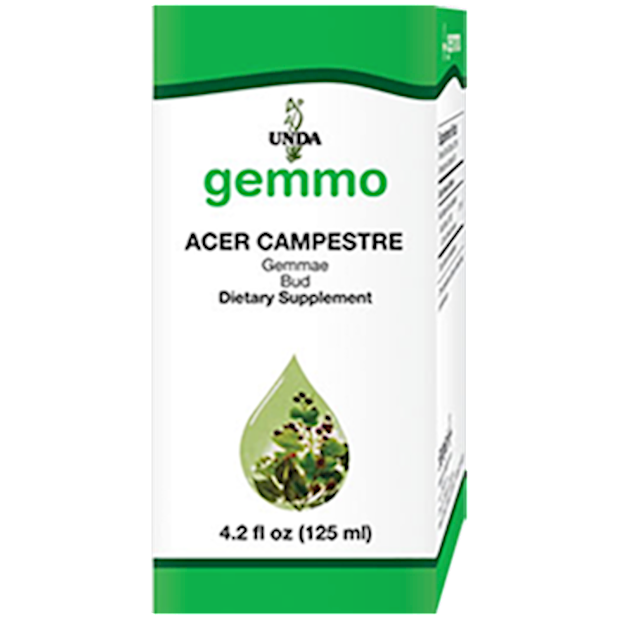 Acer Campestre